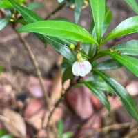 Justicia hookeriana (Nees) T.Anderson